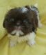Shih Tzu Puppies for sale in Indianapolis, IN, USA. price: NA