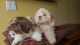 Shih Tzu Puppies for sale in Naples, FL, USA. price: NA