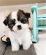 Shih Tzu Puppies for sale in SC-9, Chester, SC, USA. price: NA