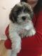 Shih Tzu Puppies for sale in OH-664, Logan, OH, USA. price: NA