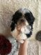 Shih Tzu Puppies for sale in Dade City, FL 33525, USA. price: $800