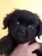 Shih Tzu Puppies for sale in Oro Valley, AZ, USA. price: NA