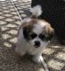 Shih Tzu Puppies for sale in TX-121, McKinney, TX, USA. price: $300