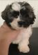 Shih Tzu Puppies for sale in Danville, NH, USA. price: $850