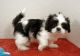 Shih Tzu Puppies for sale in Sacramento, CA 95834, USA. price: NA