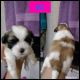 Shih Tzu Puppies for sale in North Fort Myers, FL, USA. price: $750