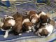 Shih Tzu Puppies for sale in Austin, TX, USA. price: $600