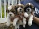 Shih Tzu Puppies for sale in Toronto, OH 43964, USA. price: NA