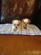 Shih Tzu Puppies for sale in Atlas, MI 48411, USA. price: NA