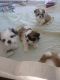 Shih Tzu Puppies for sale in Maryland City, MD, USA. price: NA