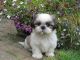 Shih Tzu Puppies for sale in 10043 Museum Mile, New York, NY 10028, USA. price: NA