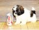 Shih Tzu Puppies for sale in Knoxville, TN, USA. price: NA