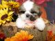 Shih Tzu Puppies for sale in Hammond, IN, USA. price: $850