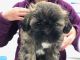 Shih Tzu Puppies for sale in Cleveland Heights, OH, USA. price: NA