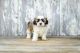 Shih Tzu Puppies for sale in Montrose, CO, USA. price: $550