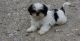 Shih Tzu Puppies for sale in Boston, MA 02114, USA. price: $500