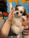 Shih Tzu Puppies for sale in Warwick, RI, USA. price: $900