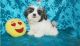 Shih Tzu Puppies for sale in Louisville, KY 40221, USA. price: NA