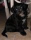 Shih Tzu Puppies for sale in Hazleton, PA, USA. price: $650
