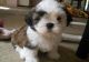 Shih Tzu Puppies for sale in NJ-35, Lavallette, NJ, USA. price: $400