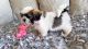 Shih Tzu Puppies for sale in Thousand Oaks, CA, USA. price: $1,800