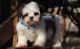 Shih Tzu Puppies for sale in Norwich, CT, USA. price: NA