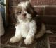 Shih Tzu Puppies for sale in Poland, ME 04274, USA. price: NA