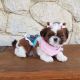 Shih Tzu Puppies for sale in Wyoming Ave, Detroit, MI, USA. price: NA