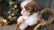 Shih Tzu Puppies for sale in Brownsville, TX, USA. price: NA