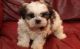 Shih Tzu Puppies for sale in Piedmont, CA 94610, USA. price: NA
