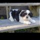 Shih Tzu Puppies for sale in Wilmington, NC 28401, USA. price: $975
