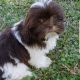 Shih Tzu Puppies for sale in Wilmington, NC 28401, USA. price: $975