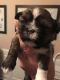 Shih Tzu Puppies for sale in Whiteland, IN 46184, USA. price: $600