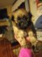 Shih Tzu Puppies for sale in Canton, OH, USA. price: $699