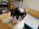 Shih Tzu Puppies for sale in Akron, OH, USA. price: $680