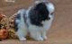 Shih Tzu Puppies for sale in Fair Lawn, NJ 07410, USA. price: NA