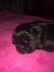 Shih Tzu Puppies for sale in Benson, NC 27504, USA. price: $750