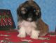 Shih Tzu Puppies for sale in Denver, CO 80219, USA. price: $500