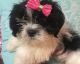 Shih Tzu Puppies for sale in Shippensburg, PA 17257, USA. price: $650