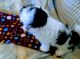 Shih Tzu Puppies for sale in Phelan, CA 92371, USA. price: NA
