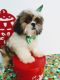 Shih Tzu Puppies for sale in Oxford, CT, USA. price: $800