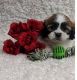 Shih Tzu Puppies for sale in Dalton, GA, USA. price: NA
