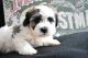 Shih Tzu Puppies for sale in Dulles, VA 20166, USA. price: NA