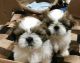 Shih Tzu Puppies for sale in Maryland Ave SW, Washington, DC, USA. price: $400