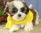 Shih Tzu Puppies for sale in Boston, MA 02123, USA. price: NA