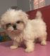 Shih Tzu Puppies for sale in Pacoima, Los Angeles, CA, USA. price: NA