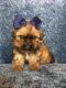 Shih Tzu Puppies for sale in Petaluma, CA 94953, USA. price: $600