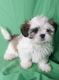 Shih Tzu Puppies for sale in Baton Rouge, LA 70811, USA. price: NA