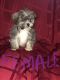 Shih Tzu Puppies for sale in Woodford, VA 22580, USA. price: $875