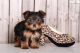 Shih Tzu Puppies for sale in Austin, TX, USA. price: $200